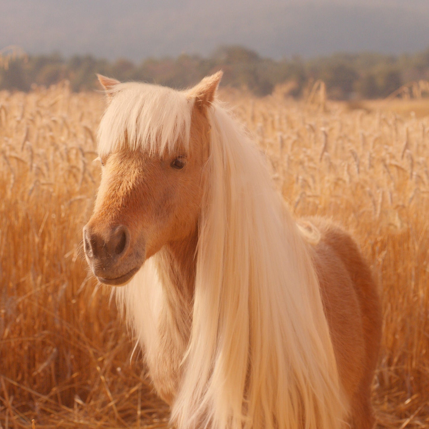 halo-glow-liquid-filter-c4 pony_pdp_2_e2011e9a-b9dd-4967-9b0f-b2fb03df5f80.jpg